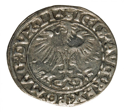 Pуlgrosz 1556 Zygmunt II August Wilno